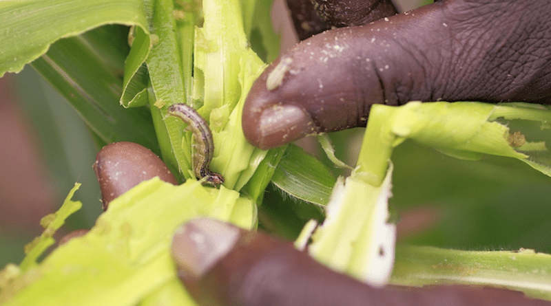 Fall armyworm on maize (Credit: CABI).