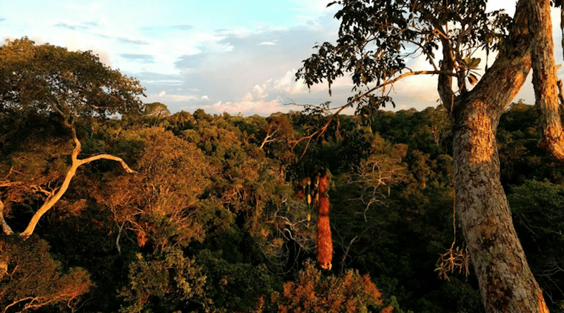 Image taken from the top of the forest canopy in Peru CREDIT Photo: Francisco Diniz