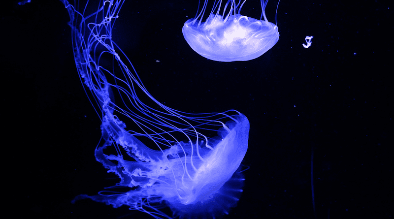 Jellyfish Ocean