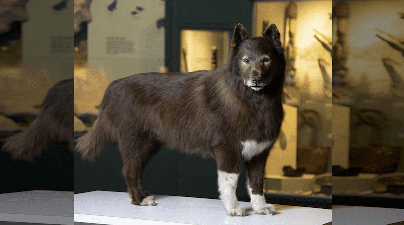 After Balto died in 1933 at the Cleveland Zoo, his taxidermy mount was put on display at the Cleveland Museum of Natural History. CREDIT: Cleveland Museum of Natural History