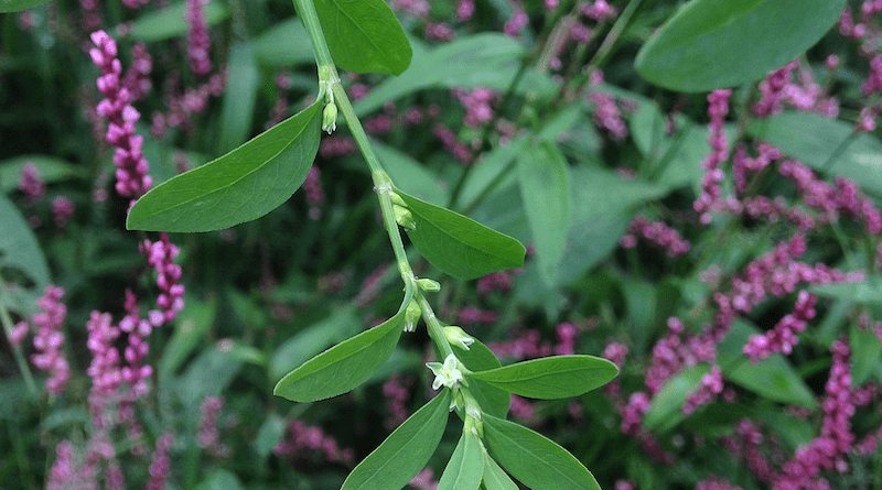 Erect knotweed. Photo Credit: Mason Brock, Wikipedia Commons