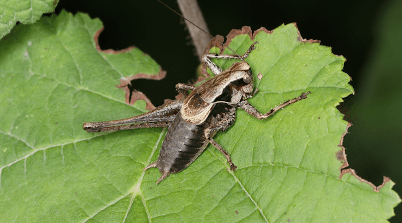 The dark bush-cricket Pholidoptera griseoaptera is one of the many declining insect species in Central Europe. CREDIT: photo/©: Beat Wermelinger