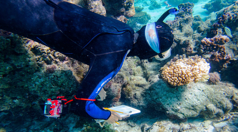 Professor Deron Burkepile observes coral in the process of bleaching in the reefs around Moorea. CREDIT: Jeff Liang