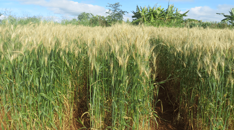 A wheat field in the Mpika District, Muchinga Province, Zambia, showing symptoms of wheat blast during the outbreak of March 2018. CREDIT Batiseba Tembo, Zambia Agriculture Research Institute (CC-BY 4.0, https://creativecommons.org/licenses/by/4.0/)