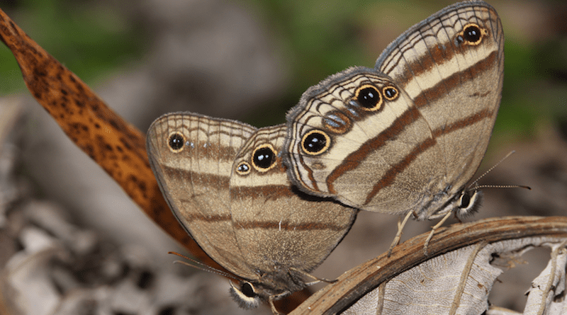 Even distantly related euptychiines can look nearly identical, which has led to several cases of mistaken identity that have only just recently been resolved with the help of DNA analysis. CREDIT: Photo by Keith Willmott