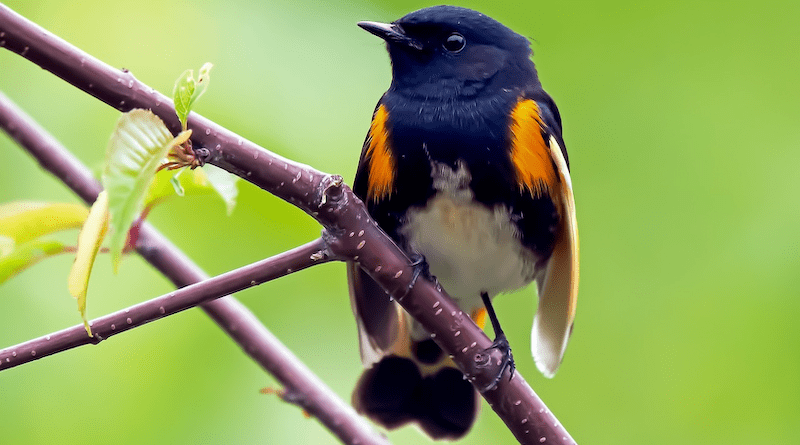 Bird American Redstart Warbler Ornithology Species