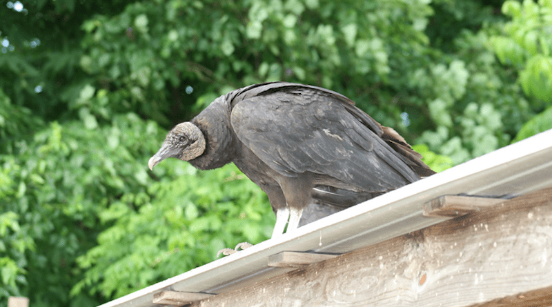 Black vulture, Coragyps atratus CREDIT: Hannah Partridge