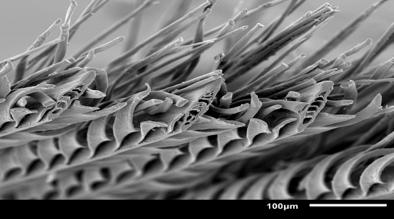 An extremely magnified, cross-section view of sandgrouse feather barbs. CREDIT: Johns Hopkins University