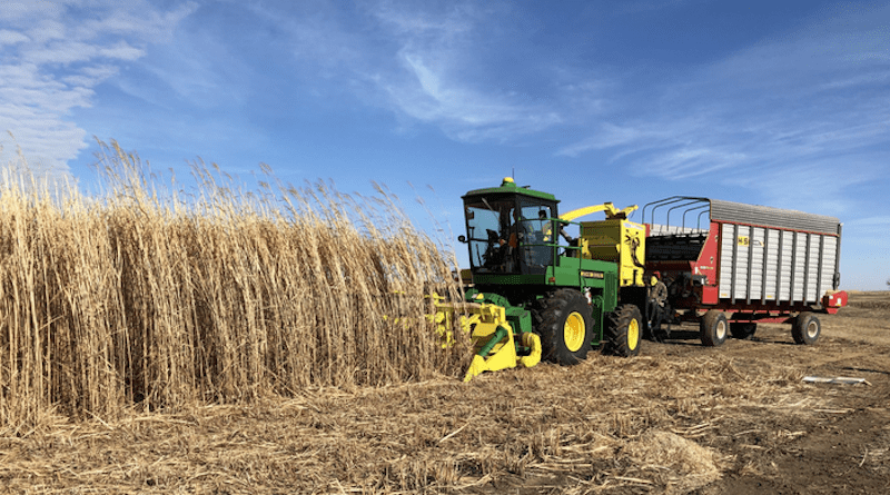 Harvesting miscanthus, a quickly-growing grass that can be used as a bioenergy crop or harvested, salted and buried to sequester the carbon it took in from the atmosphere. CREDIT: Photo by Erik Sacks, courtesy of Joint Genome Institute