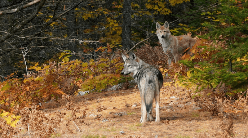 Eastern Wolves from Algonquin Provincial Park, Whitney, Ontario CREDIT: Dave Ciufo/ Molecular Biology and Evolution