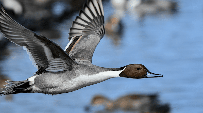Bird Northern Pintail Ornithology Species Fauna Duck