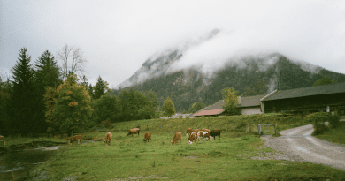 Cows in Bavaria. Photo Credit: Timur Valiev, Unsplash