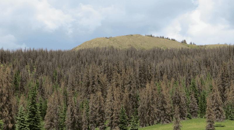 A climate-stressed forest in southwestern Colorado near Wolf Creek Pass. CREDIT: William Anderegg