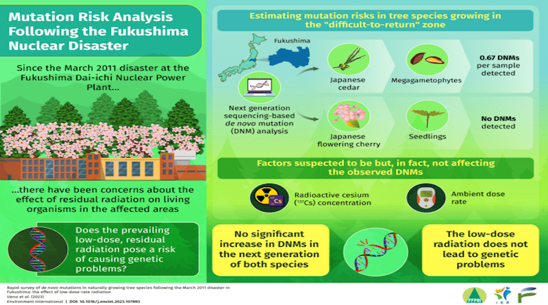 Residual low-dose radiations from the Fukushima nuclear power plant disaster is not a threat to the tree species growing in the affected areas, finds a new study by researchers from Japan who surveyed de novo mutation rates in Japanese cedar and flowering cherry growing in contaminated areas. CREDIT: Authors