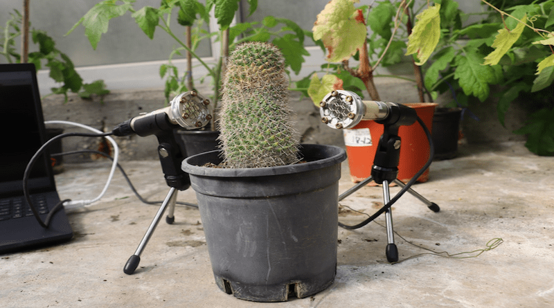 Cactus plant with Microphones CREDIT: Tel Aviv University