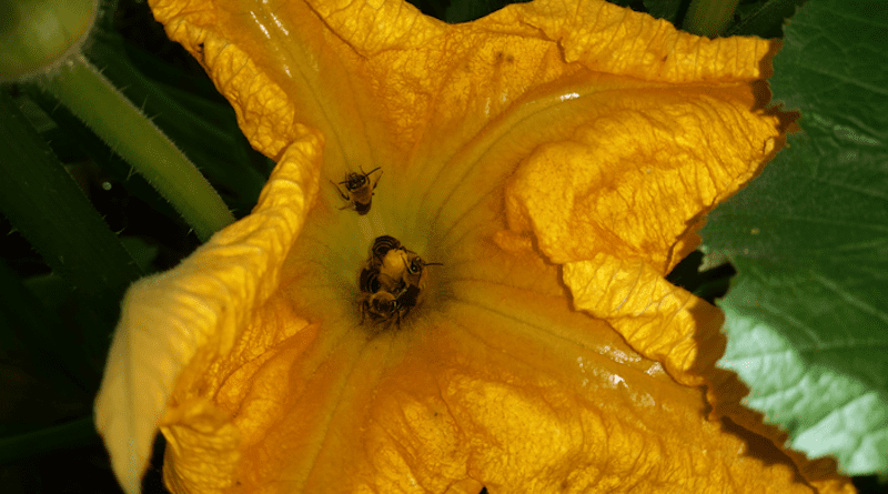 A new study led by Penn State found that the squash bee (Eucera pruinosa) has evolved in response to intensifying agriculture — namely squashes in the genus Curcurbita. CREDIT: Carly McGrady