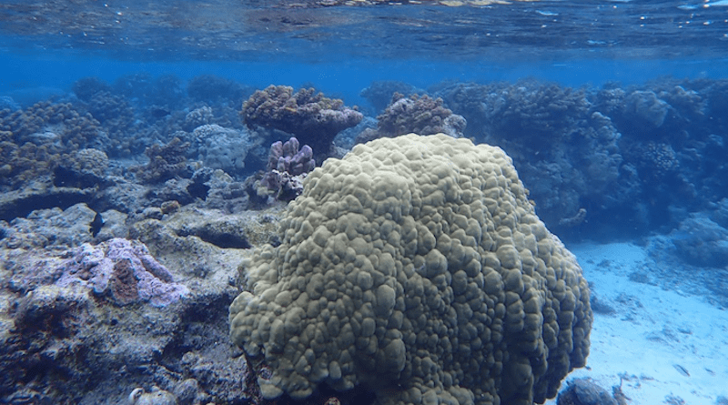A coral reef near the South Pacific island of Moorea, French Polynesia. Credit: Correa Lab/Rice University