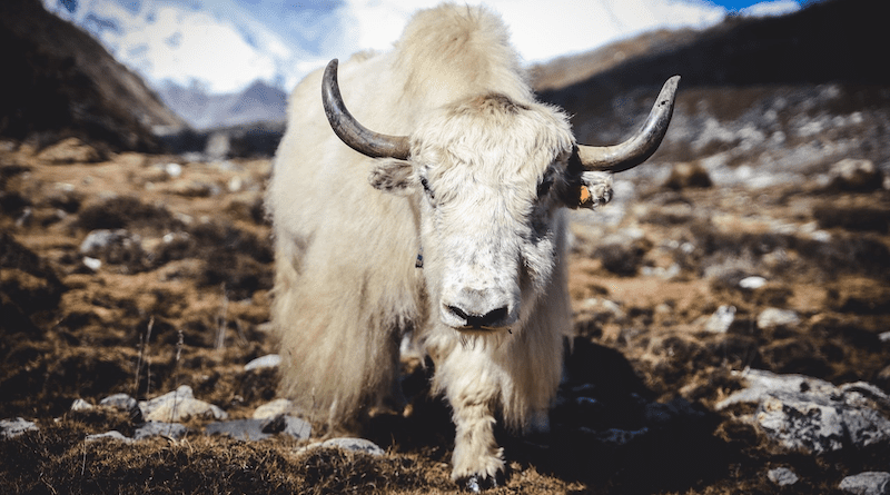 yak mammal