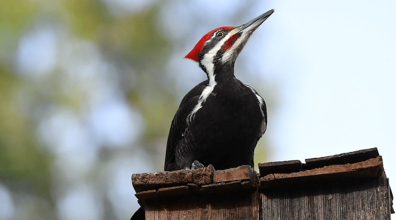 Bird Woodpecker Pileated Woodpecker Beak Fence