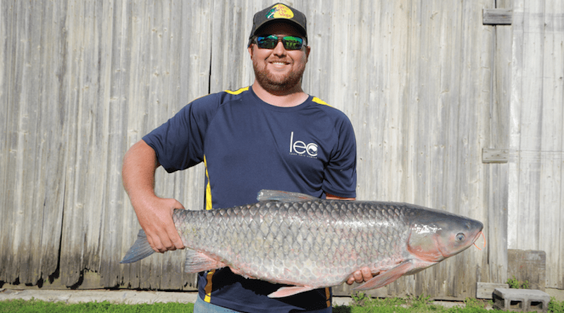 Jason Gostiaux, a fisheries biologist who in 2019 was an aquatic ecology lab research technician at the UToledo Lake Erie Center as part of the strike team, holds a grass carp captured in the Sandusky River. CREDIT: Daniel Miller, The University of Toledo