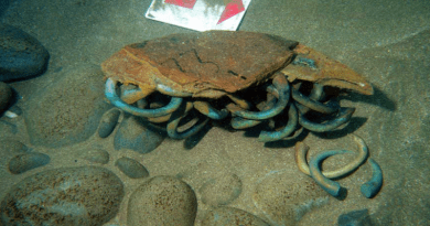 Some of the 313 manillas excavated by the Sociedad de Ciencias Aranzadi from a Flemish trader lost in 1524 off Getaria in Basque Country, northern Spain. The ship was chartered by Portuguese merchants from Lisbon. CREDIT Ana Maria Benito-Dominguez, CC-BY 4.0 (https://creativecommons.org/licenses/by/4.0/)