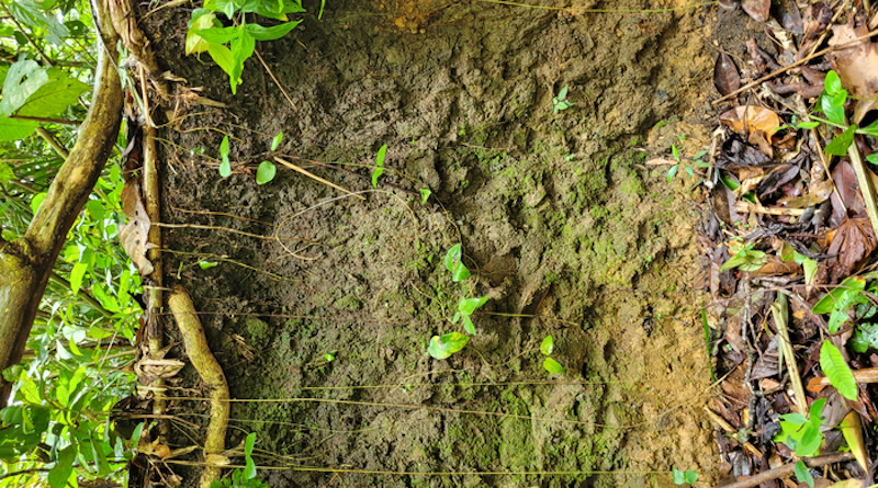 Amazonian dark earth (ADE) soil profile. Note that there is a black and a yellow layer. ADE corresponds only to the black layer CREDIT: Luís Felipe Guandalin Zagatto