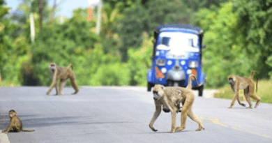 Baboons in Kenya. CREDIT: Andrea Donaldson