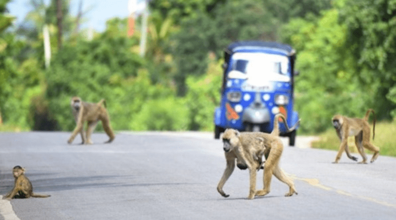 Baboons in Kenya. CREDIT: Andrea Donaldson