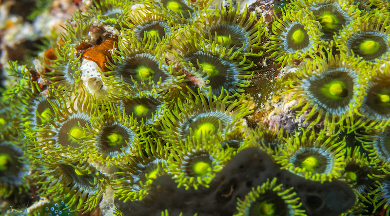 KAUST researchers have discovered how corals can thrive in nutrient-depleted oceans. Their study shows how sea anemones are able to recycle the essential nutrient Nitrogen. © 2023 KAUST; Morgan Bennett-Smith.