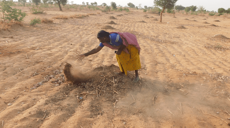 Application of organic matter in the fields, Maradi Region, Niger: Credit: Bachirou Bodo