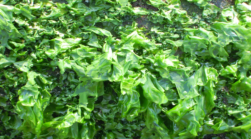 Ulva is a type of green seaweed. Photo Credit: SeaWheat