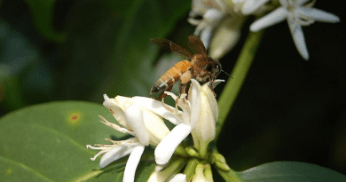 Wild bee pollinating coffee CREDIT: Ganesh Subramaniam, Flickr (CC-BY 2.0, https://creativecommons.org/licenses/by/2.0/)