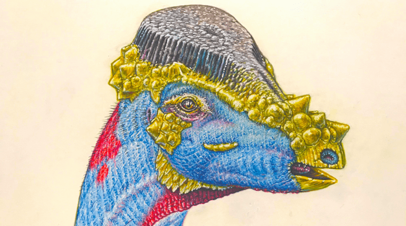 An artist's depiction of a newly described species of pachycephalosaur that was named Platytholus clemensi, after the late UC Berkeley paleontologist William Clemens. The skull is dome-shaped, but UC Berkeley and Chapman University paleontologists believe it was covered with bristles of keratin (purple) that may have been even more elaborate than depicted here. The bony knobs and spikes (yellow) are characteristic of pachycephalosaurs and many other dinosaurs. CREDIT: Graphic courtesy of Jack Horner