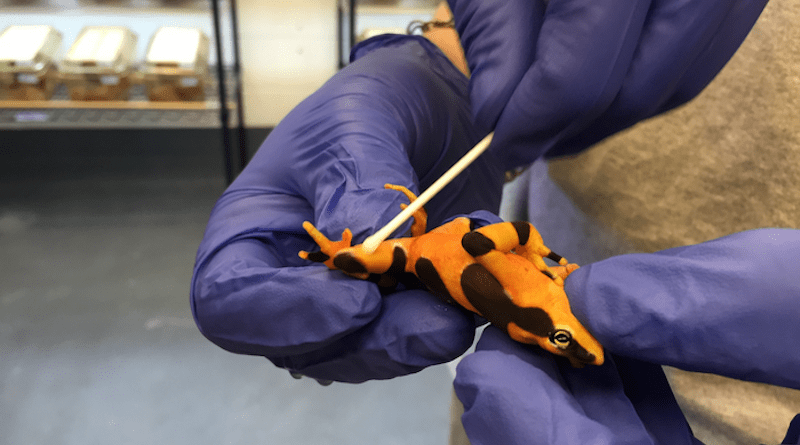 The new diagnostic test detected Indian variants of chytridiomycosis that were not identified by previous tests, and showed sensitivity to strains from other parts of the world. CREDIT: Brian Gratwicke