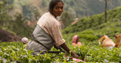 tea plantation harvest farming agriculture nature india kerala