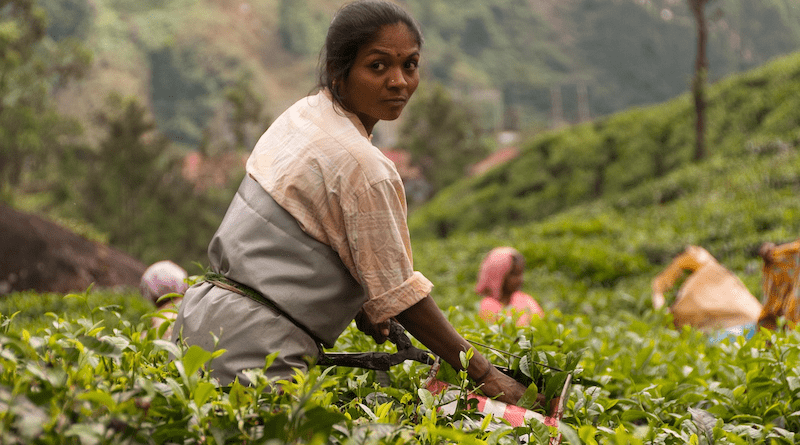 tea plantation harvest farming agriculture nature india kerala