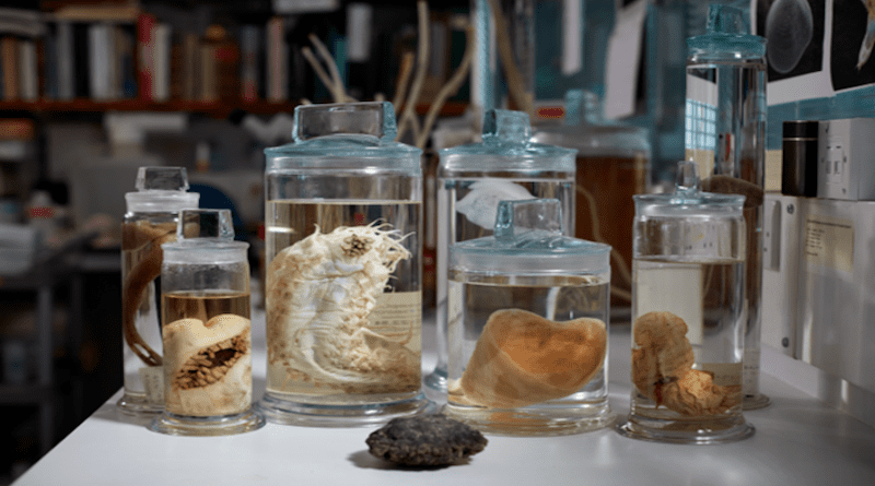 A selection of deep-sea specimens from the museum’s collection. - Trustees of the Natural History Museum London CREDIT: Trustees of the Natural History Museum London