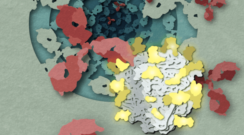 An illustration of antibodies (red) seeking out the Lassa virus glycoprotein complex (GPC, white) in the human bloodstream. New research on the structure of the GPC, which is coated in sugar molecules (yellow), helped researchers define its interactions with effective antibodies. CREDIT: Hailee Perrett, Scripps Research