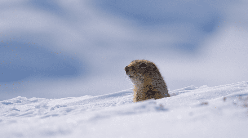 Near Toolik Field Station in northern Alaska, an arctic ground squirrel pokes its head out of a burrow. CREDIT: Oivind Toien/University of Alaska Fairbanks