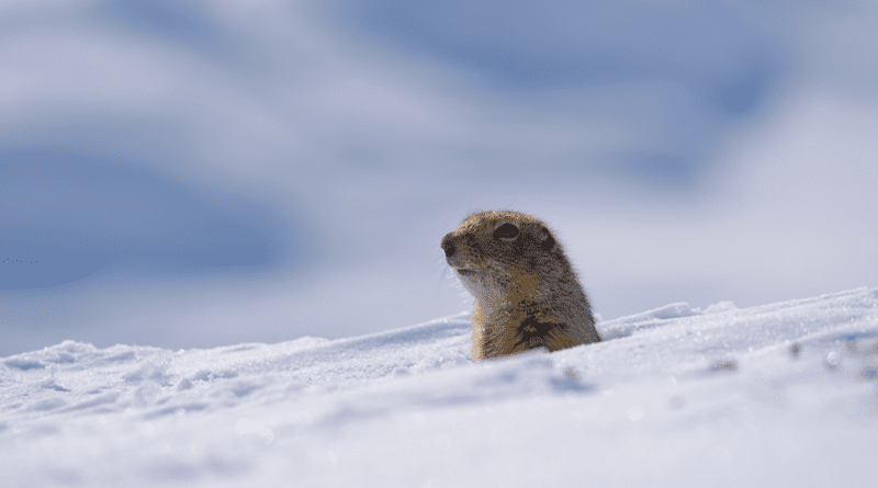 Arctic Ground Squirrels Changing Hibernation Patterns – Eurasia Review