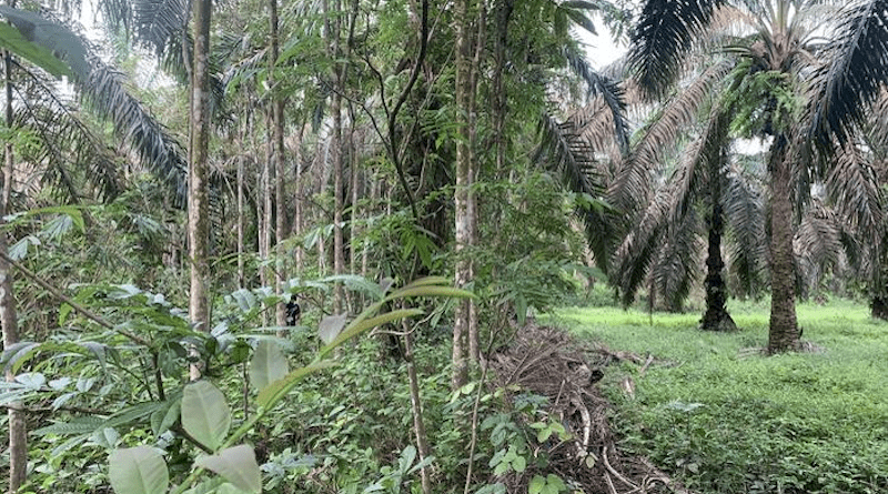 The experimental area showing native tree species with a species-rich undergrowth (left), alongside a conventionally managed oil palm plantation. CREDIT: Gustavo Paterno