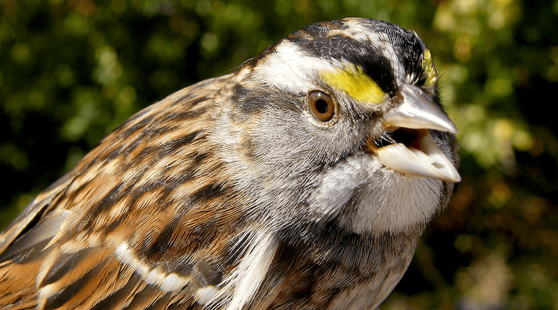 white-throated sparrows bird