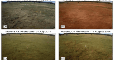 A figure showing the impact of a flash drought on a grassland in Oklahoma. The photos on the top row show the impact of the flash drought on the ecosystem compared with photos of the same area without flash drought impacts (bottom row). CREDIT: Image provided by the University of Oklahoma