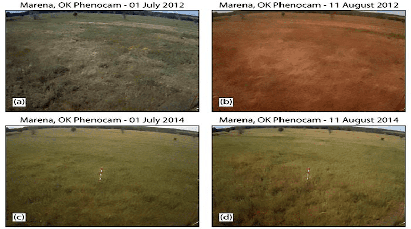 A figure showing the impact of a flash drought on a grassland in Oklahoma. The photos on the top row show the impact of the flash drought on the ecosystem compared with photos of the same area without flash drought impacts (bottom row). CREDIT: Image provided by the University of Oklahoma
