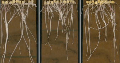 UC San Diego and Stanford scientists studied maize (corn) plant roots and their metabolites—molecules involved in the plant’s energy production—under different settings, including a control condition (left) and treated with aconitate (center) and succinate (right). CREDIT: Dickinson Lab, UC San Diego