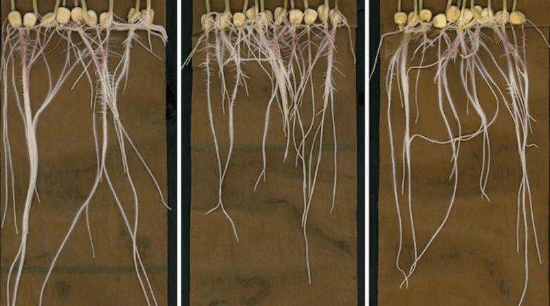 UC San Diego and Stanford scientists studied maize (corn) plant roots and their metabolites—molecules involved in the plant’s energy production—under different settings, including a control condition (left) and treated with aconitate (center) and succinate (right). CREDIT: Dickinson Lab, UC San Diego
