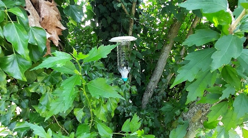 A plastic bottle trap filled with hand sanitizer as attractant. Credit: Dr Fernanda Colombari