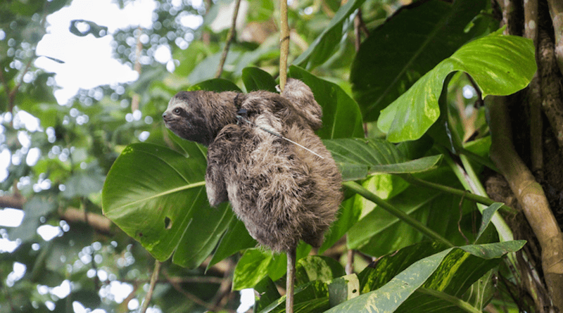 Sloth CREDIT: The Sloth Conservation Foundation