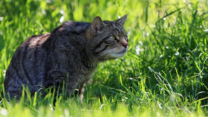 Cat Scottish Feline Wild