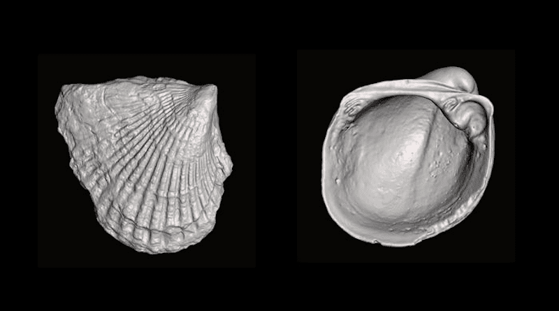 Micro-CT scans of 460-million-year-old bivalves Anomalodonta (left) and Vanuxemia (right), early members of the lineage that gave rise to scallops, mussels, oysters, cockles, quahogs, and many other species. CREDIT: Images courtesy Stewart Edie